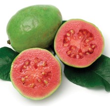 Reyon 6 Yaş Pink Guava Fidanı, Saksıda