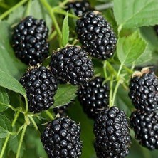 Reyon Jumbo Iri Meyveli Böğürtlen Fidanı, Torbada