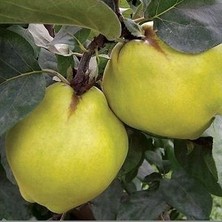 Reyon 7 Yaş Aşılı Ekmek Ayva Fidanı , Saksıda