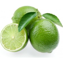 Reyon 5 Yaş Aşılı Dikensiz Mexican Lime Limon Fidanı, Torbada