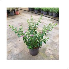 Reyon Kufeya Cennet Çiçeği (Mor Çiçekli Cuphea Hyssopifolia), Saksıda