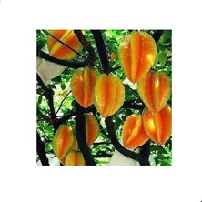 Reyon 2 Yaş Yıldız Meyvesi Carambola Fidanı, Torbada