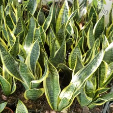 Reyon Büyük Boy Peygamber Kılıcı Sansevieria Trifasciata, Saksıda