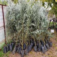 Reyon 5 Yaş Aşılı Trilye (Gemlik) Zeytin Fidanı, Torbada