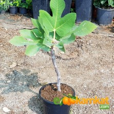 Reyon 2 Yaş Bonsai Bodur Incir Fidanı, Saksıda