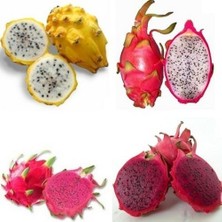 Reyon 3 Lü Pitaya Dragon Fruit Fidanı Seti  (Beyaz Kırmızı Sarı)