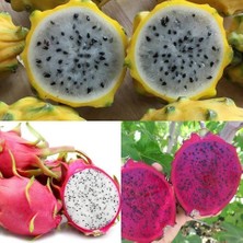 Reyon 3 Lü Pitaya Dragon Fruit Fidanı Seti  (Beyaz Kırmızı Sarı)