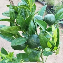 Reyon 3 Yaş Aşılı Nova Mandalina Fidanı, Torbada