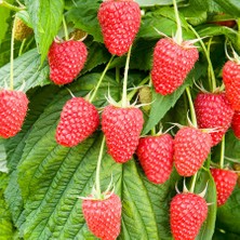 Floramut Tüplü Yediveren Frambuaz Ahududu Fidanı