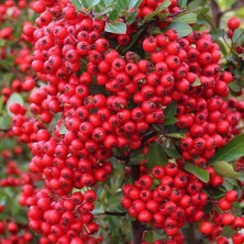 Floramut Tüplü Kuş Elması Kırmızı Meyveli Ateş Dikeni Fidanı