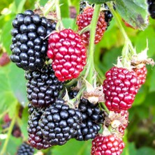 Floramut Tüplü Hızlı Yetişen Brazos Böğürtlen Fidanı
