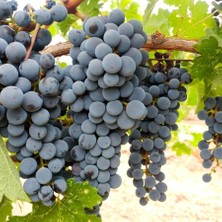 Floramut Tüplü Sofralık Horoz Karası Üzüm Fidanı