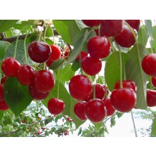 Fidan Sepetim 6 Yaş Aşılı Kütahya Vişne Fidanı