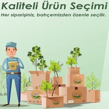 Fidan Sepetim 5 Yaş Aşılı Hachiya Trabzon Hurması Fidanı *çikolatalı*