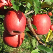 Fidan Sepetim 3 Yaş Aşılı Pink Lady Elma Fidanı *yarı Bodur*