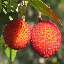 Fidan Sepetim 3 Yaş Kocayemiş (Dağ Çileği) Fidanı