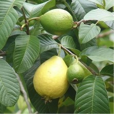 Berke Fidancılık Bodur Sarı Guava Fidanı, Saksıda