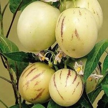 Berke Fidancılık 4 Adet Pepino Fidanı, Torbada Dallı