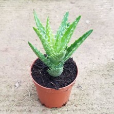 Berke Fidancılık Berke Fidancılı Minyatür Aloevera, 5.5 cm Saksıda