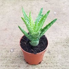 Berke Fidancılık Berke Fidancılı Minyatür Aloevera, 5.5 cm Saksıda