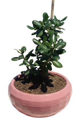 Akdeniz Aloe Vera - Crassula Ovata Bereket Bitkisi- 50-65 cm