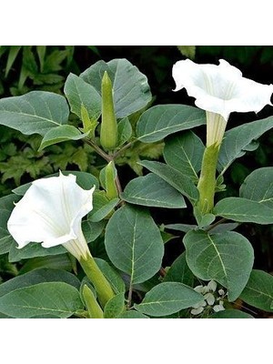 Reyon Gece Güzeli Datura Stramonium Beyaz Renk Çiçek Tohumu 1 Paket (15 Adet)
