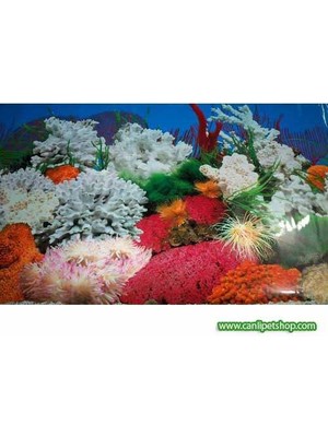 Canlı Petshop Arka Fon  (Manzara-9) 50 cm Uzunluk  (Yükseklik 50 cm)