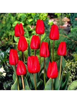 Floramut Hollandia Kırmızı Lale Soğanı 5 Adet 10-12 Kalibre İle Bahar Güzelliği