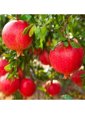 Fidan Sepetim 3 Yaş Hicaz Nar Fidanı