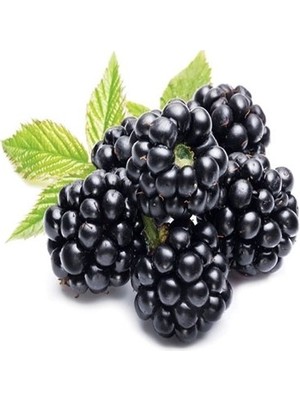 2 Yaş Dikensiz Jumbo Böğürtlen Fidanı