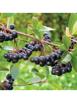 Fidan Sepetim 4 Yaş Viking Aronia Berry Fidanı