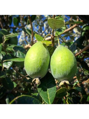Fidan Sepetim 3 Yaş Feijoa Fidanı (Kaymak Ağacı-Acca Sellowiana) *2ADET*