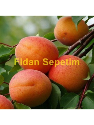 Fidan Sepetim 3 Yaş Aşılı Roxana Kayısı Fidanı