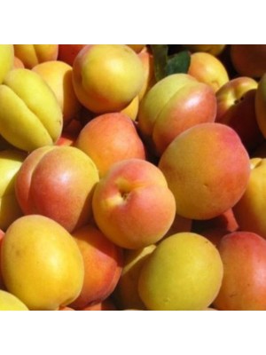 Fidan Sepetim 3 Yaş Aşılı Kabaaşı Kayısı Fidanı