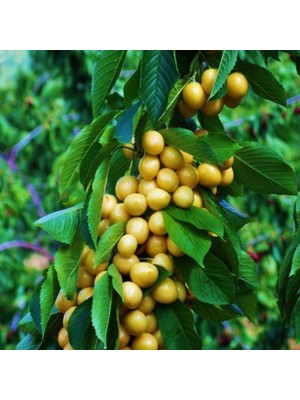 Fidan Sepetim 3 Yaş Aşılı Starksgold (Tozlayıcı) Kiraz Fidanı