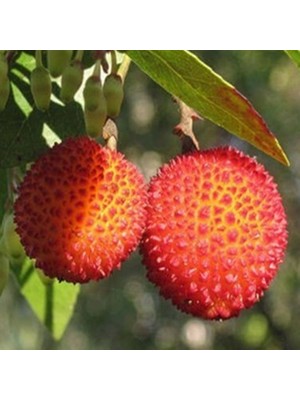 Fidan Sepetim 3 Yaş Kocayemiş (Dağ Çileği) Fidanı