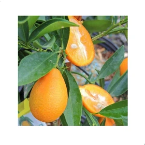 Reyon 4 Yaş Aşılı Tropikal Mandarinquat Fidanı, Torbada