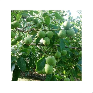 Reyon Aşılı Bilecik Cevizi Fidanı, Torbada