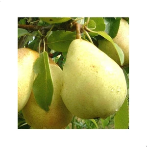 Reyon 3 Yaş Aşılı Williams Armut Fidanı, Torbada