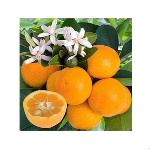 Reyon 3 Yaş Aşılı Citrus Calamondin Süs Mandalinası Fidanı, Torbada