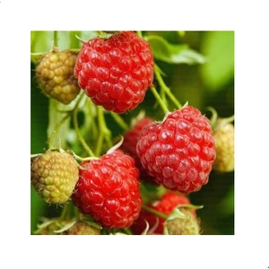 Reyon Autumn Bliss Ithal Iri Meyveli Ahududu, Torbada