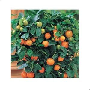 Reyon 2 Yaş Aşılı  Calamondin Süs Mandalinası Fidanı, Torbalı