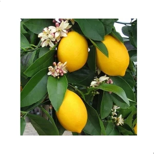 Reyon 3 Yaş Aşılı Yediveren Mayer Limon Fidanı, Torbada
