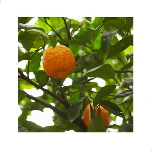 Reyon 4 Yaş Turunç Fidanı, Torbada