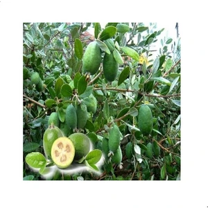 Reyon 4 Yaş Feioja Kaymak Ağacı Fidanı, Torbada