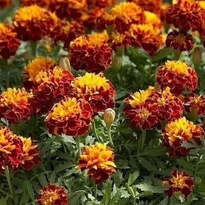Reyon Kadife Çiçeği Tohumu (1 Paket)