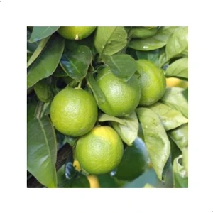 Reyon 3 Yaş Aşılı Tahiti Lime Yeşil Lime, Torbalı