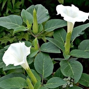 Reyon Gece Güzeli Datura Stramonium Beyaz Renk Çiçek Tohumu 1 Paket (15 Adet)