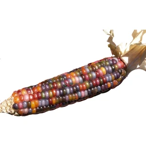 Reyon Yerli Gökkuşağı (Indian Rainbow Corn) Mısır Tohumu (15 Adet)