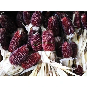 Reyon Yerli Çilek Mısır (Strawberry Popcorn) Tohumu (15 Adet)